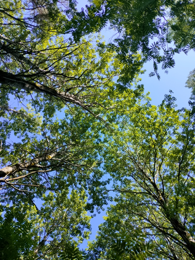 Прогулка на катере «Первозданные леса Заонежья»