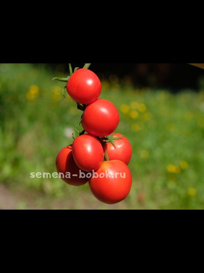 Томат Толстой F1, 5 шт