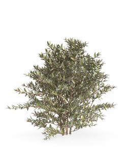 кусты Абелия грандифлора 2