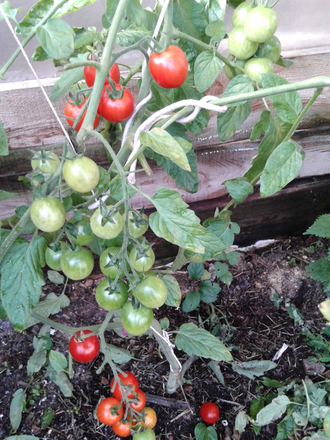 Семена томата Умелец