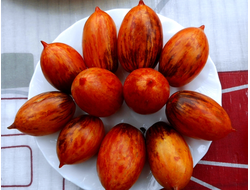 Томат Гном бой с тенью (Dwarf Shadow Boxing, США)