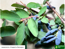 Жимолость "Гордость Бакчара"
