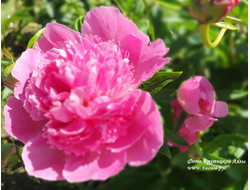 Пион Bouquet Perfect (Букет Перфект)