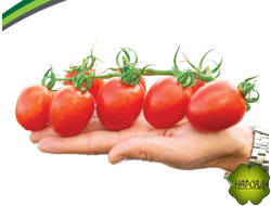 ТОМАТ "МОНЕ" F1 (черри 35 г, 1,8 м) СЛАДКИЕ ЧЕРРИ ФИРМА ПАРТНЕР