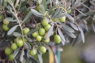 Гидролат Оливы (Olea europaea) 100 мл