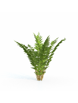 папоротники Папоротник 01