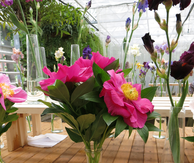 Пион Liboria Maas (Либориа Мас)