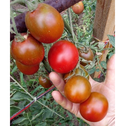 Томат Словенский черный  (Slovenian Black) США