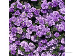 Калибрахоа махровая MiniFamous Neo Double Loopy Lavender