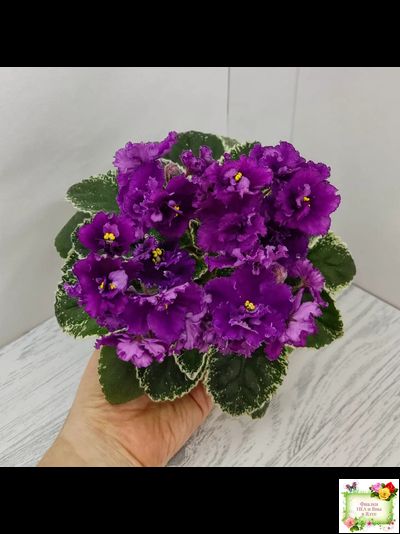 ЛЕ-Адреналин (Е. Лебецкая) 2020 г.