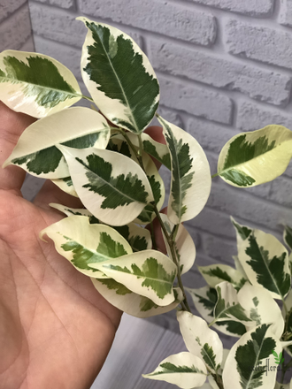 Ficus Benjamina De Gantel  Big leaf / фикус Бенджамина Де гантель крупный лист
