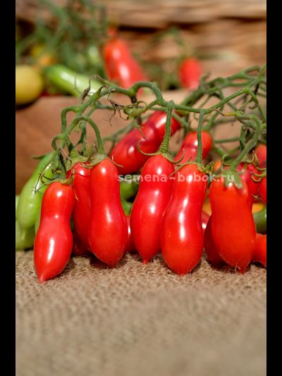 Томат Pelino 2014 (Пелино 2014), 7 шт