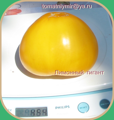 Томат Гигант лимонный