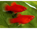 Пецилия красная (Xiphophorus maculatus)