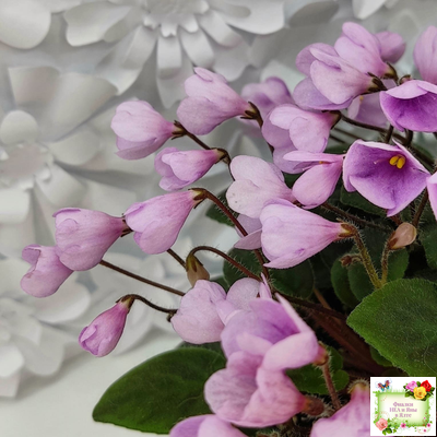 Flashy Trail (H.Pittman) TX Hyb трейлер