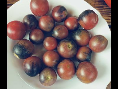 Томат Шоколадный подарок