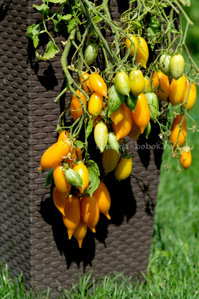 Томат Guinel Yellow (Гуинель жёлтый), 10 шт