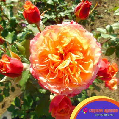 Ла Вилла Котта (La Villa Kotta)