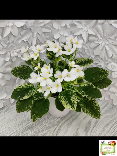 Alan’s Fallen Angel (A.Murphy) трейлер