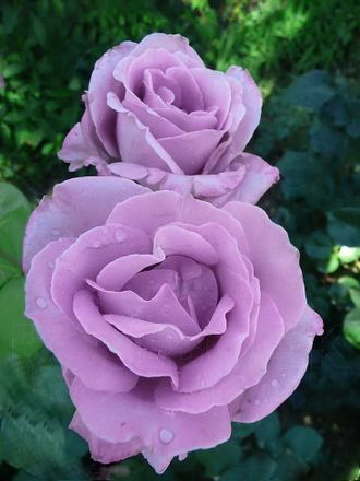 Индиголетта (Indigoletta (Azubis, Blue Lady ®, Morvana, Blue Queen)) роза, ЗКС