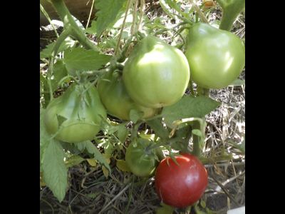 Томат Дендрера (Dendrera, Испания)