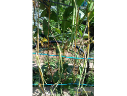 Вигна Ред Сид (Красносеменная)