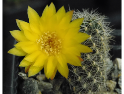 Sulcorebutia vargasii VS 961 - 5 семян