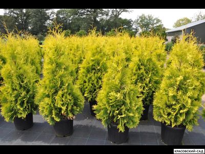 Туя Еллоу Риббон - Yellow Ribbon