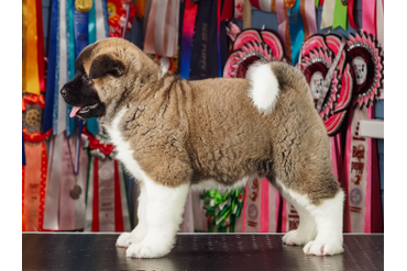 ФОТО ЖИВОТНЫХ