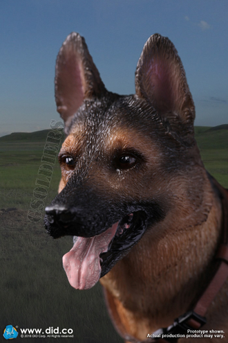 Немецкая овчарка - Коллекционная ФИГУРКА 1/6 scale German Shepherd (AS003) - DID