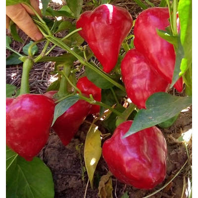 перец сладкий Леся