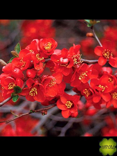 Айва (Хеномелес) великолепная &quot;БОУЛЬ ДЕ ФЁ&quot;