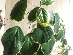 Acalypha wilkesiana 'Obovata' / акалифа обовата