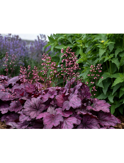 Гейхера гибридная "Вайлд Роуз" Wild Rose