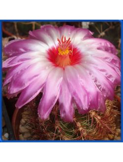 Thelocactus bicolor v. flavidispinus SB 424