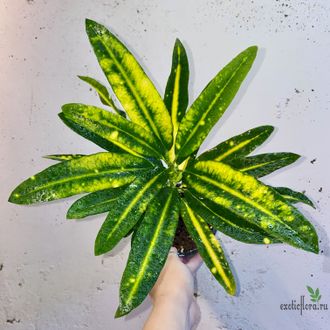 Кротон Sunny star