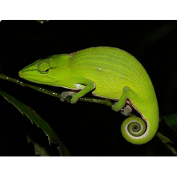 Хамелеон мадагаскарский полосатый (Calumma gastrotaenia)