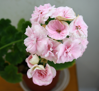 ОЧ-Madpearl Rose - пеларгония карликовая - описание сорта, фото - купить черенок в Перми и почтой