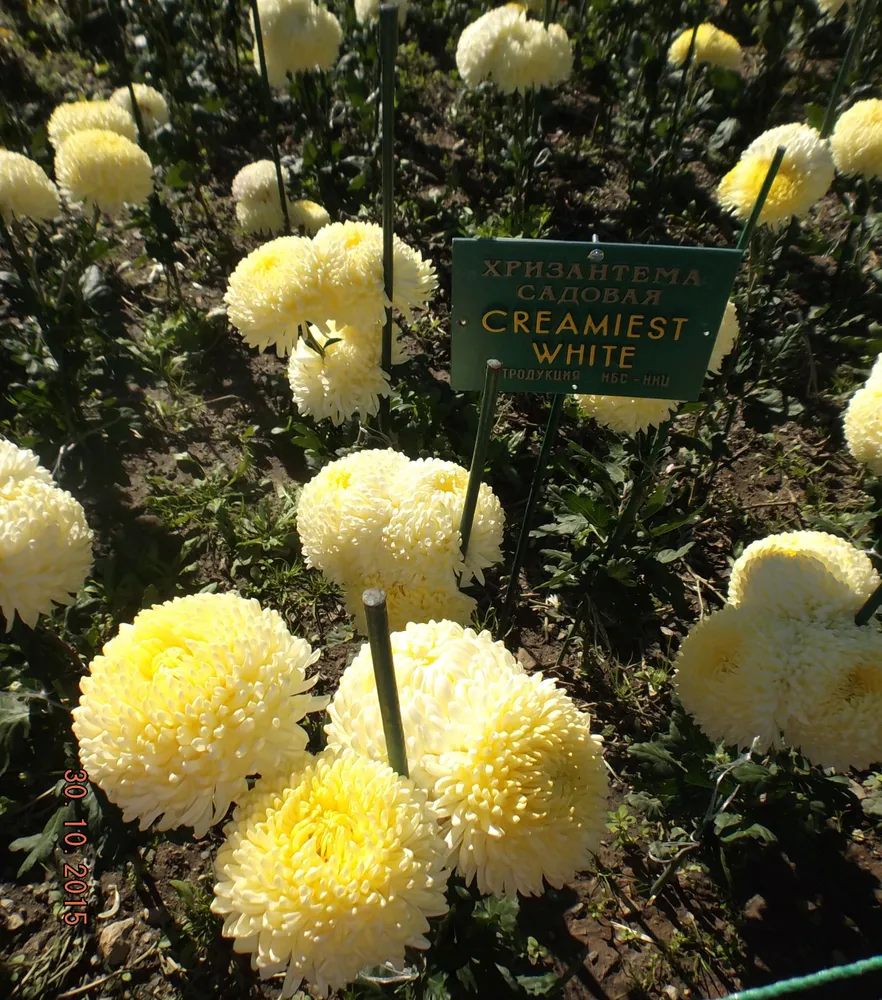 CREAMIEST  WHITE.
Интродукция НБС