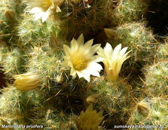 Mammillaria prolifera