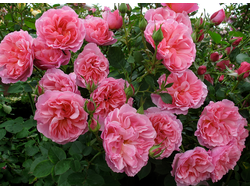 Боскобель (Boscobel)английская роза