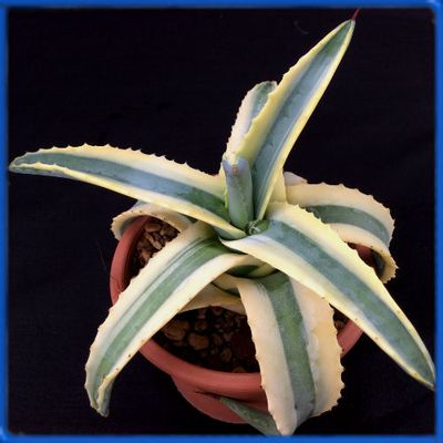 Agave americana &#039;Marginata&#039;
