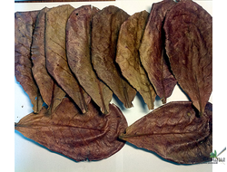 Лист индийского миндаля (Terminalia catappa) 10 листов