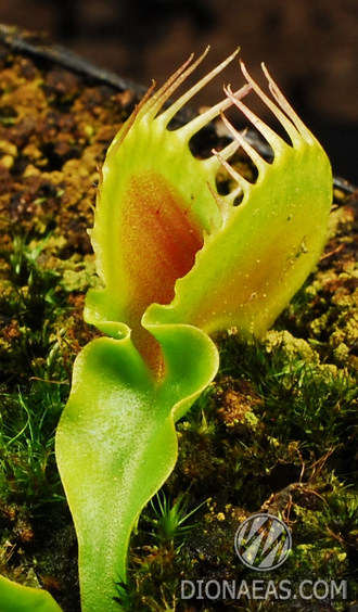 Dionaea muscipula Korrigan