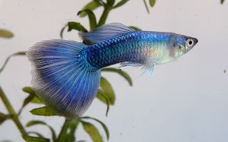 Гуппи неон зеленый (Poecilia reticulata) Neon Green Guppy Male &quot;импорт-самцы&quot;