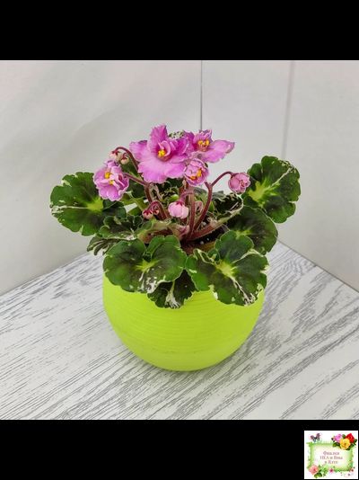 Snuggles Little Girl (S. Sorano) (пестролистный гёрл)