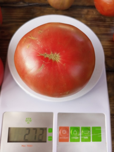 Томат гном ППИ (dwarf PPI)