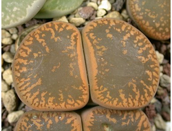 Lithops aucampiae (Kuruman form) C332 (Чехия) - 10 семян