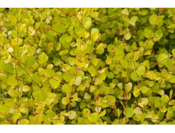 Береза карликовая Голден Трэже (Betula x plettke Golden Tresure), 0,5 л