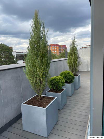 Можжевельник СкайРокет 5 метров